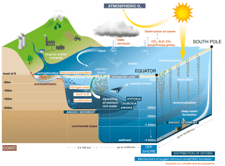distribution de l'oxygène dans l'océan et dans les OMZ