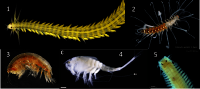 Espèces du macrozoobenthos échantillonés dans le cadre du SNO BenthOBS