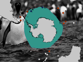 Habitats des manchots royaux dans les îles sub-antarctiques. Crédits Robin Cristofari/CNRS/IPEV 2014.