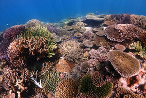 Corals New Caledonia