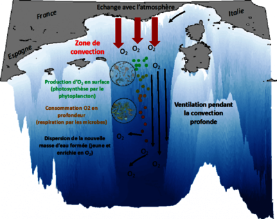 ventilation en oxygène des eaux intermédiaires et profondes en Méditerranée