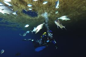 plongée d'observation des Sargasses, campagne en mer