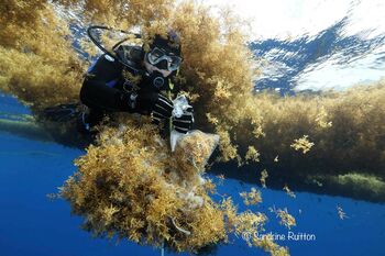 Sargassum seaweed observed in the Atlantic during the campaign "Expedition Sargasses" in 2017