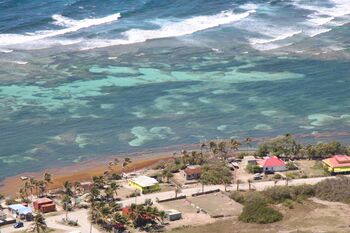 Algues Sargasses observées aux abord de l'île de La Désirade (Guadeloupe), en avril 2022