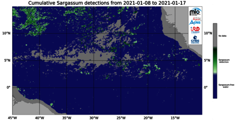 Carte d'occurrence des Sargasses détectées par MODIS
