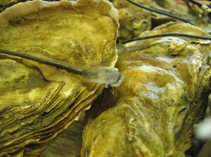 Hollow oyster Crassostrea gigas