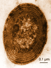 cyanobactérie Prochlorococcus, organisme photosynthétique