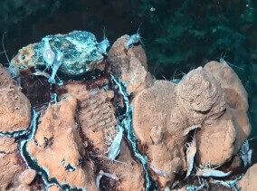 Essaim de crevettes Rimicaris exoculata sur le site de Snake Pit