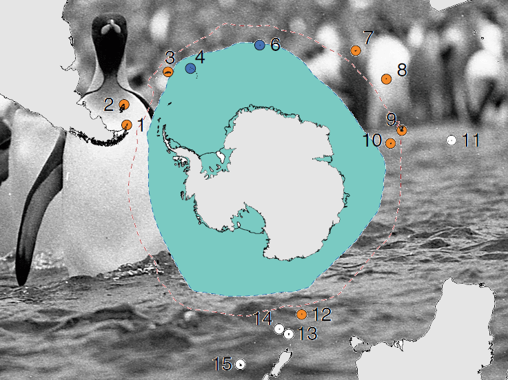 Habitats des manchots royaux dans les îles sub-antarctiques. Crédits Robin Cristofari/CNRS/IPEV 2014.