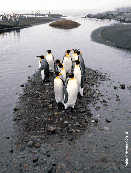 manchot royal des îles subantarctiques