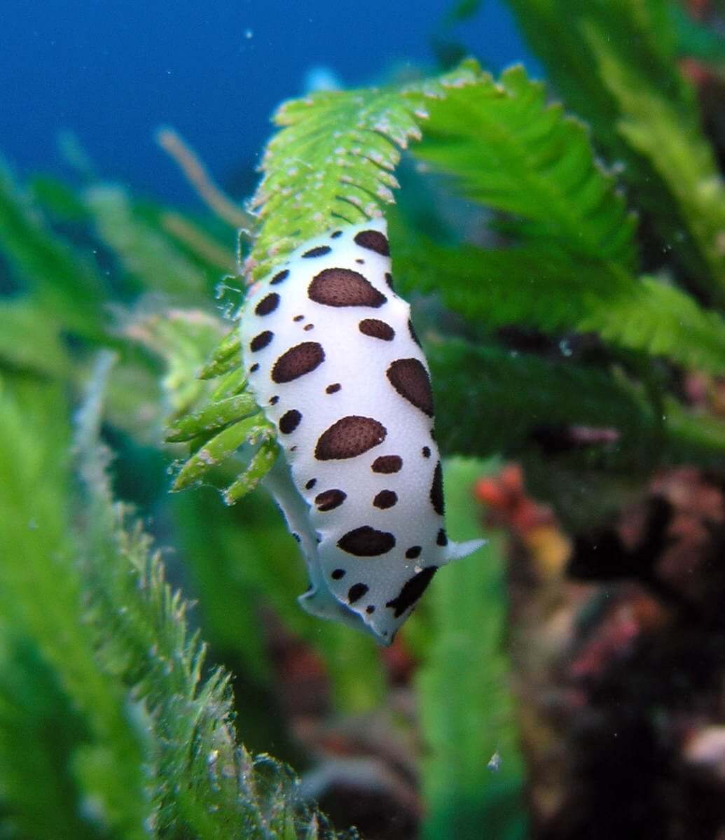 Nudibranche sur l'algue Caulerpa taxifolia