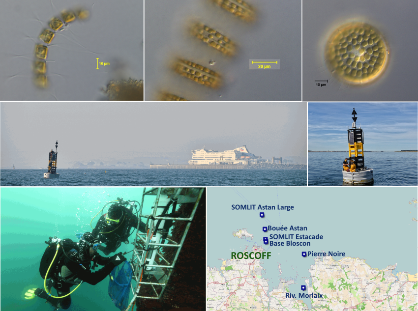 Station Biologique de Roscoff avec images de phytoplancton et bouées cardinale ASTAN du réseau SOMLIT